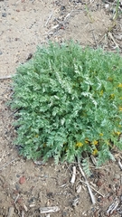 Corydalis aurea aurea