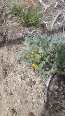 Corydalis aurea aurea