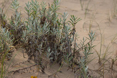 Senecio crassiflorus