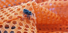 Phidippus putnami