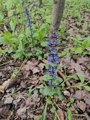 Ajuga reptans