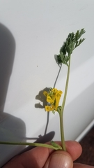 Corydalis aurea aurea