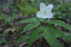 Anemonoides lancifolia