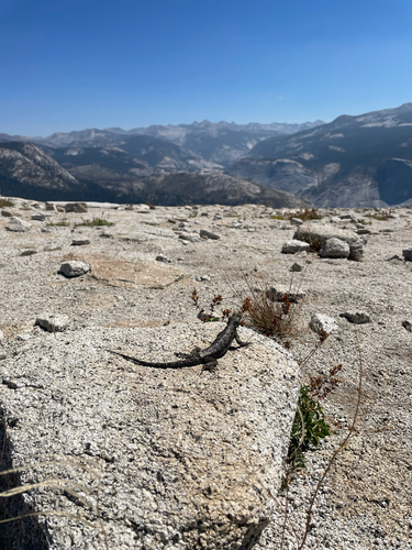 iNaturalist observation photo of Western Fence Lizard