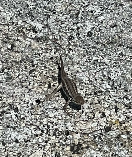 iNaturalist observation photo of Common Sagebrush Lizard