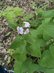 Lunaria rediviva