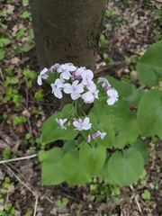 Lunaria rediviva