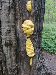 Laetiporus sulphureus