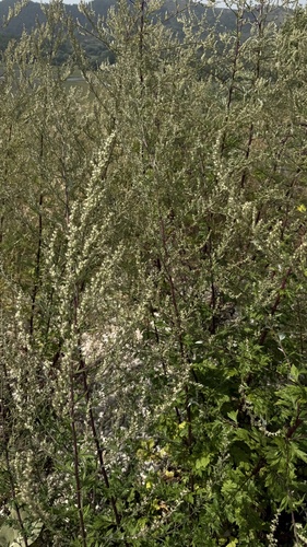 common mugwort
