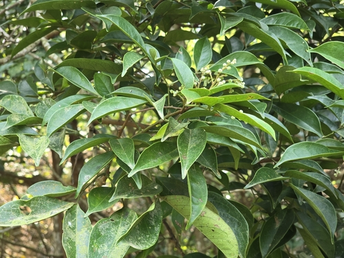 Archidendron lucidum, photograph 3