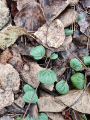 Pyrola chlorantha, photograph (c) Ксения Волянская, some rights reserved (CC BY)