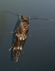 Mompha subbistrigella