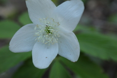 Anemonoides lancifolia