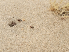 Cataglyphis adenensis