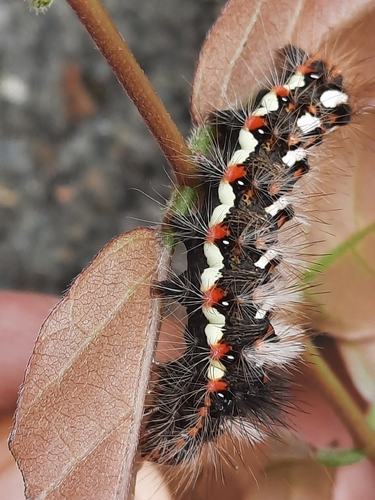 Knot Grass Moth