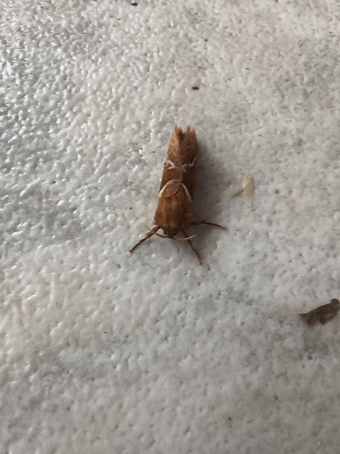 Orange Swift