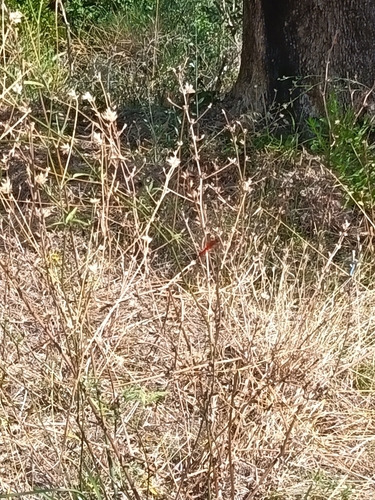 Broad Scarlet