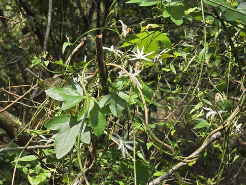 Jasminum nervosum, photograph 2