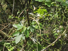 (c) Yu-Huang Wang, some rights reserved (CC BY) Jasminum nervosum, photograph (c) Yu-Huang Wang, some rights reserved (CC BY)