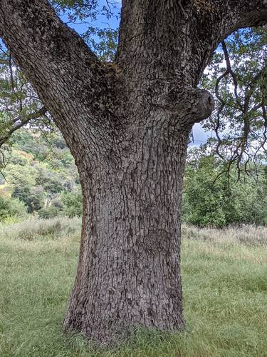 Engelmann oak