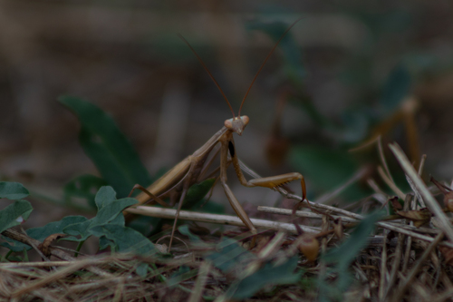 European Mantis