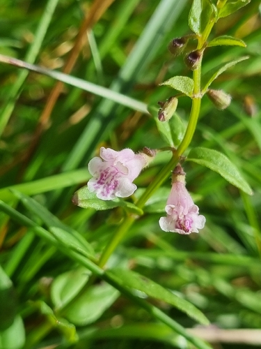 Scutellaria minor, photograph 3