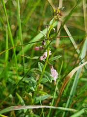author not stated, no rights reserved Scutellaria minor, photograph author not stated, no rights reserved