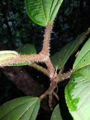 Miconia paleacea