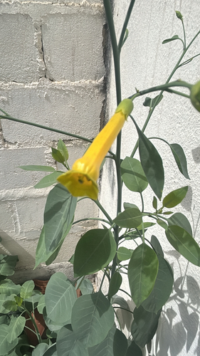 tree tobacco