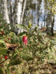 Rosa glabrifolia