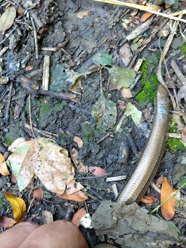 Eastern Slowworm
