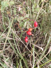 Rosa glabrifolia, photograph (c) Ксения Волянская, some rights reserved (CC BY)