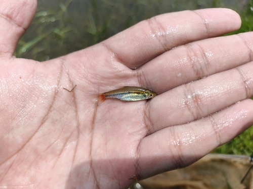 Red-tailed Rasbora