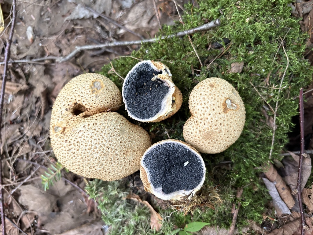 common earthball · August 2026 · photo: Photo: (c) ewasiukb, some rights reserved (CC BY) · iNaturalist