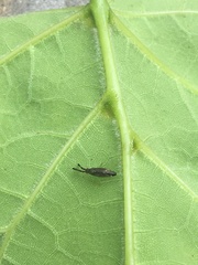 Heterotoma planicornis