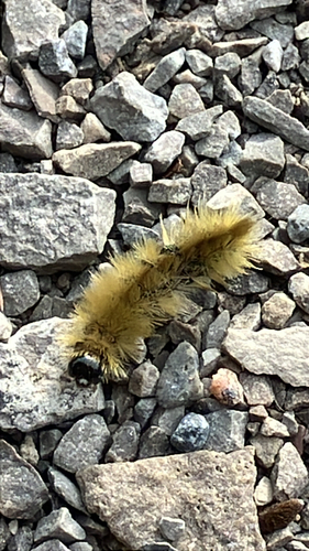 Banded Tussock Moth