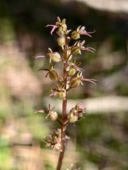 Neottia cordata, photograph (c) Max Fussan, some rights reserved (CC BY)