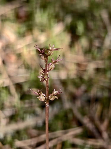 Neottia cordata, photograph 5