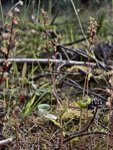 Neottia cordata, photograph 6