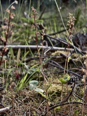 Neottia cordata, photograph (c) Max Fussan, some rights reserved (CC BY)