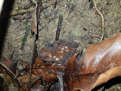 Incilius aucoinae