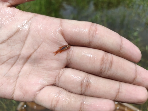 Least rasbora