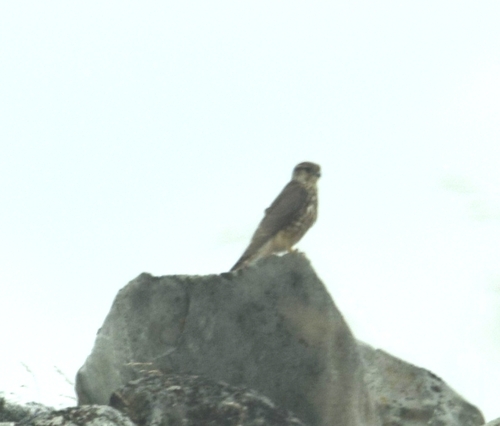 Merlin