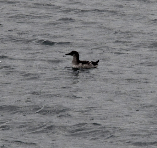 Black Guillemot