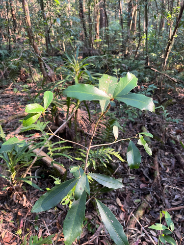 Variable Muttonwood