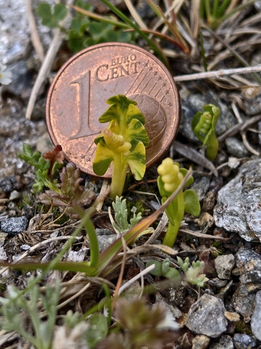 Botrychium lunaria, photograph 5