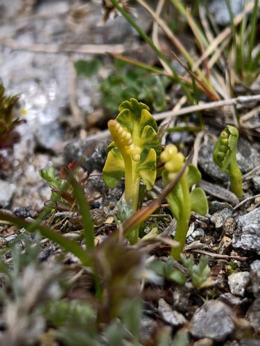 Botrychium lunaria, photograph 6