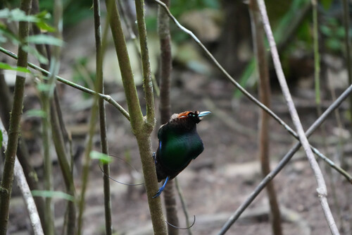 Diphyllodes magnificus observed 2026-07-30