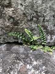 Asplenium bradleyi image