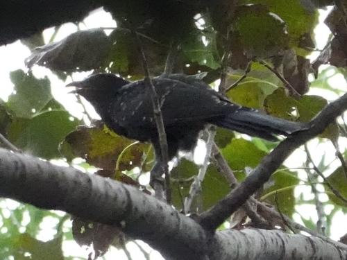 Asian Koel